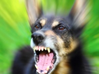 犬は「怖がっている人間」に噛みつく？（depositphotos.com）