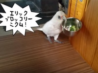 ニクイ、ブロッコリーがニクイ！ブロッコリー嫌いのオウムの所業がひどすぎた