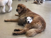 これは良い枕。寝心地よさそうな犬をチョイスしマイ枕代わりに使う犬（アメリカ）