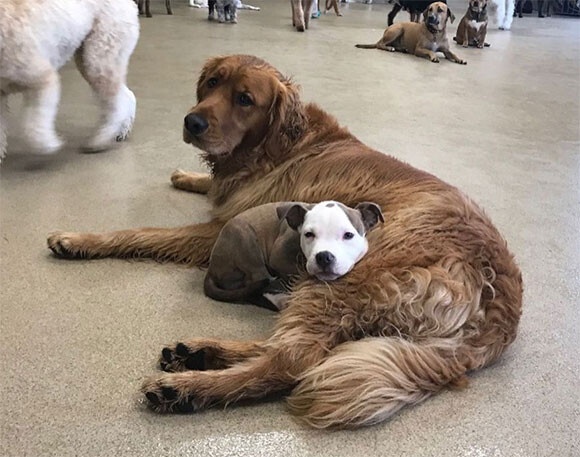 これは良い枕。寝心地よさそうな犬をチョイスしマイ枕代わりに使う犬（アメリカ）