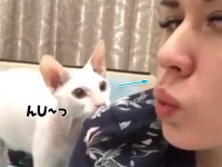 猫とのキッスを自撮りにおさめたかった女性。唇を突き出して猫を待つ。しめしめ近づいてきた...で、こうなった。