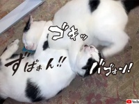猫格闘技界における技の一種。お互いの頭をつかみながら顔面に猫キック炸裂させるやつ