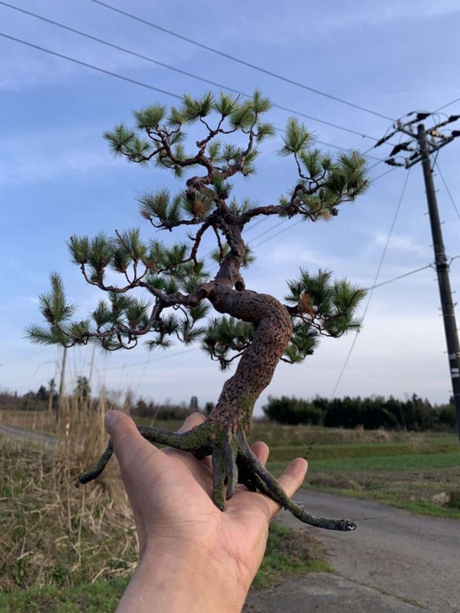 手のひらサイズの松の木