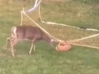 ゴールネットに足が引っかかってしまった子鹿と戸惑う母鹿。困った子鹿を人間男性が手助け