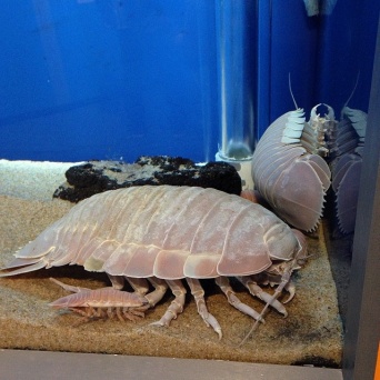 ダイオウグソクムシ（junyaoguraさん撮影、Flickrより）