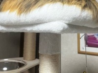 これが...猫？　あまりにも〝ギリギリ〟すぎる姿に13万人困惑「新手のクッション」「ギリギリカツラ」