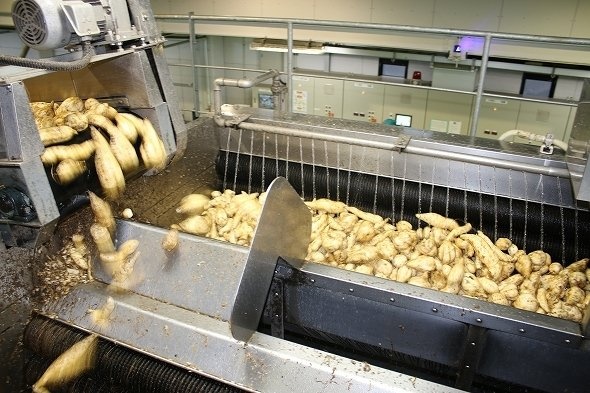 大量のイモが、自動で洗浄される