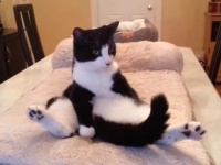お正月のまったりタイムはコレで決まり！犬と猫と動物たちの楽しい動画詰め合わせ