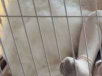 まさかの場所で眠る2歳児＆超大型犬に14万人ほっこり　「気持ち良さそう」「アーニャとボンドじゃん笑」