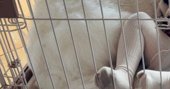 まさかの場所で眠る2歳児＆超大型犬に14万人ほっこり　「気持ち良さそう」「アーニャとボンドじゃん笑」