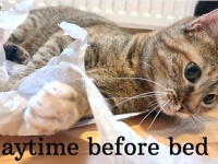 猫とヒゲメン、まったり過ごすお休み前のプレイタイム。そして自転車の旅の再開の予感！