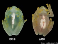透明なカエル「グラスフロッグ」は、睡眠時に赤血球を肝臓に隠して透明度を上げていた