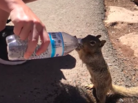 ゴクゴクゴク・・・夢中で飲む姿に胸がキュン。観光客から水をもらうのどかわきリス