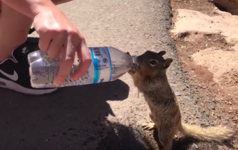 ゴクゴクゴク・・・夢中で飲む姿に胸がキュン。観光客から水をもらうのどかわきリス
