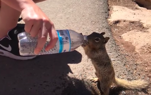 ゴクゴクゴク・・・夢中で飲む姿に胸がキュン。観光客から水をもらうのどかわきリス