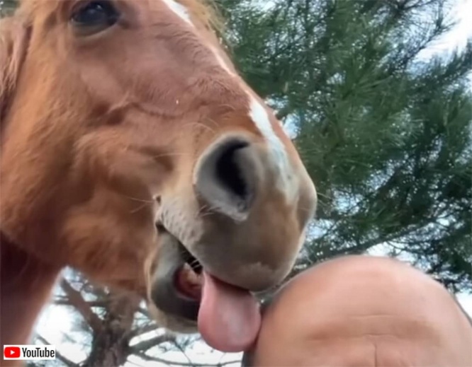 目の不自由な馬、誰よりも飼い主のつるつる頭を愛する