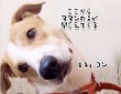 スマホからママンの声が聞こえるたびに首を傾けるかわいい犬