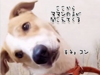 スマホからママンの声が聞こえるたびに首を傾けるかわいい犬