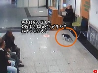 猫の国トルコで、またしても猫が人間の病院に助けを求める。脚をひきずりながら緊急外来へ