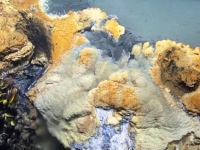 猛毒が渦巻く死の湖。海の底に沈む「海底の湖」の鮮明な映像が公開される（メキシコ湾）