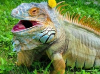 そして恐竜となった。公園をさまよっていたイグアナを保護したところ巨大化し、1.5メートル越え