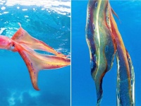 インテリジェント・デザインかな？虹色のマントをたなびかせて泳ぐタコ「ブランケット・オクトパス」の最新映像