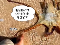 「先日助けていただいたタコです」人に助けられたタコが、お礼を言いたそうに翌日その姿を現し、触手でタッチ。