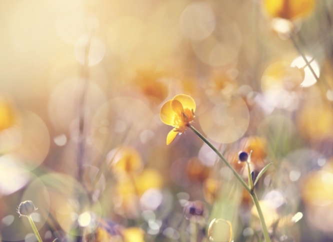 iStock_000064566375_Small
