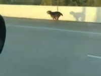 高速道路上を走っていた犬をドライバーたちが一丸となって救助、無事飼い主の元へ（アメリカ）