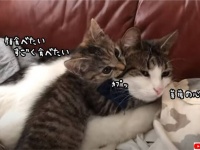 子猫に顔を食べられ続ける猫の菩薩心