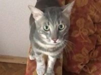 前足で喜びを表現。10日後に家に戻った時の息子(猫)、ばっちりハグ待ち。その様子に関する反応