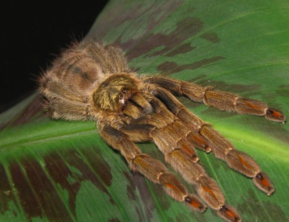 spider4