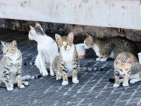 男木島の野良猫は島民を上回る200匹（shutterstock.com）