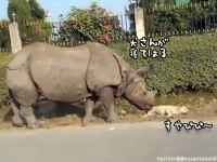 やさしく起こしたつもりなのに...サイにタッチされた犬、驚いて全力疾走