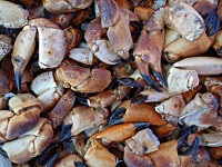 ネアンデルタール人もカニがうまいことを知っていた。カニを炭火で焼いて食べた痕跡を発見