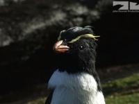 ちょっとそのスピードにはついていけなかったっす！イワトビペンギンにロボットカメラが密着取材した結果
