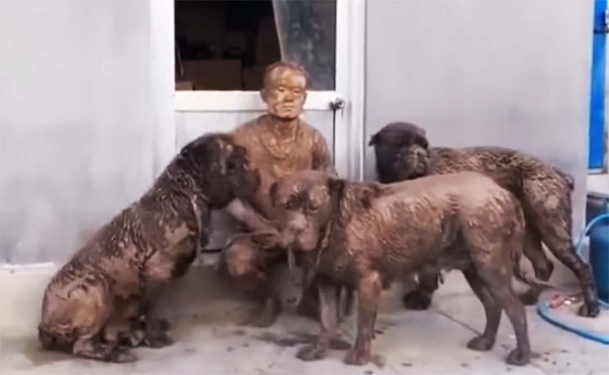 dogs-walk-tragedy