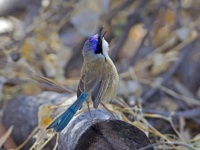 ある種の鳥は自分の子ではないヒナの子育てを積極的に行う。その理由とは？