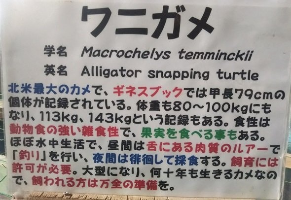 ワニガメの解説と実物
