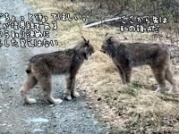 領土問題をなんとか話し合いで解決しようとするオオヤマネコ先輩たち