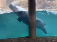 イルカを見に来た？カバでもここまでやれるんだぜ。機敏な泳ぎでファンサービスに余念がないカバ（アメリカ）