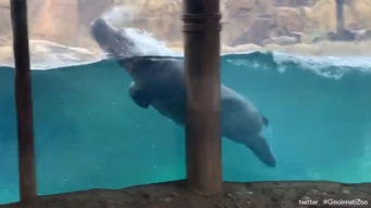 イルカを見に来た？カバでもここまでやれるんだぜ。機敏な泳ぎでファンサービスに余念がないカバ（アメリカ）