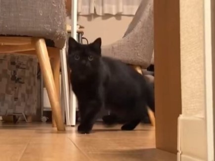 ひょっこり覗き込むドアップのお顔がたまらない！話題の動画を紹介！