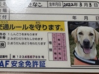 JAFが作ってくれた〝犬の免許証〟に2.5万人から大絶賛　「なめイヌやん！」「控えめに言って良すぎる」
