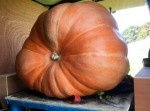 重さ３７２キロ！　このモンスター級のカボチャ、どうしたかというと…