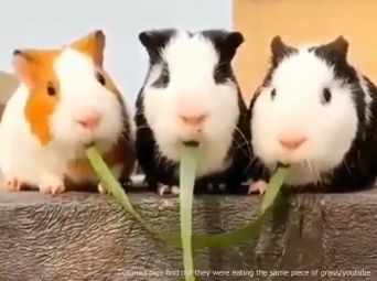 3匹のモルモットの両端が同じ草を食べていたことが発覚。さあ、この後どうなる！？