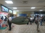 【沖縄に空飛ぶ魚、現る】１００人が１００人こう答えた「どう見てもコラ画像だろ！」７選