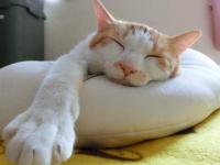 かわいいと思ってなめるニャよ（画像は記事のネコとは無関係です）