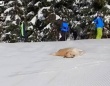 愛犬「もう、ずっと冬のままでいい！」セルフそり滑りを満喫するゴールデン