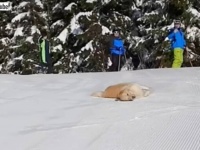 愛犬「もう、ずっと冬のままでいい！」セルフそり滑りを満喫するゴールデン